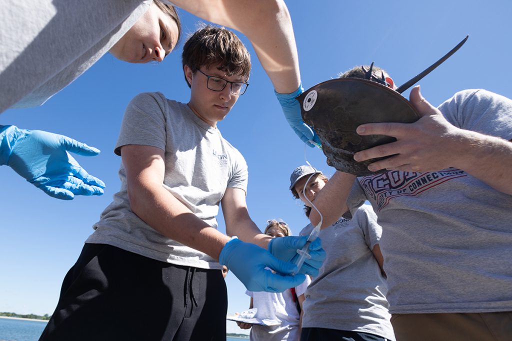 Jay Podziewski ’27 (CLAS) draws blood from a horseshoe crab.